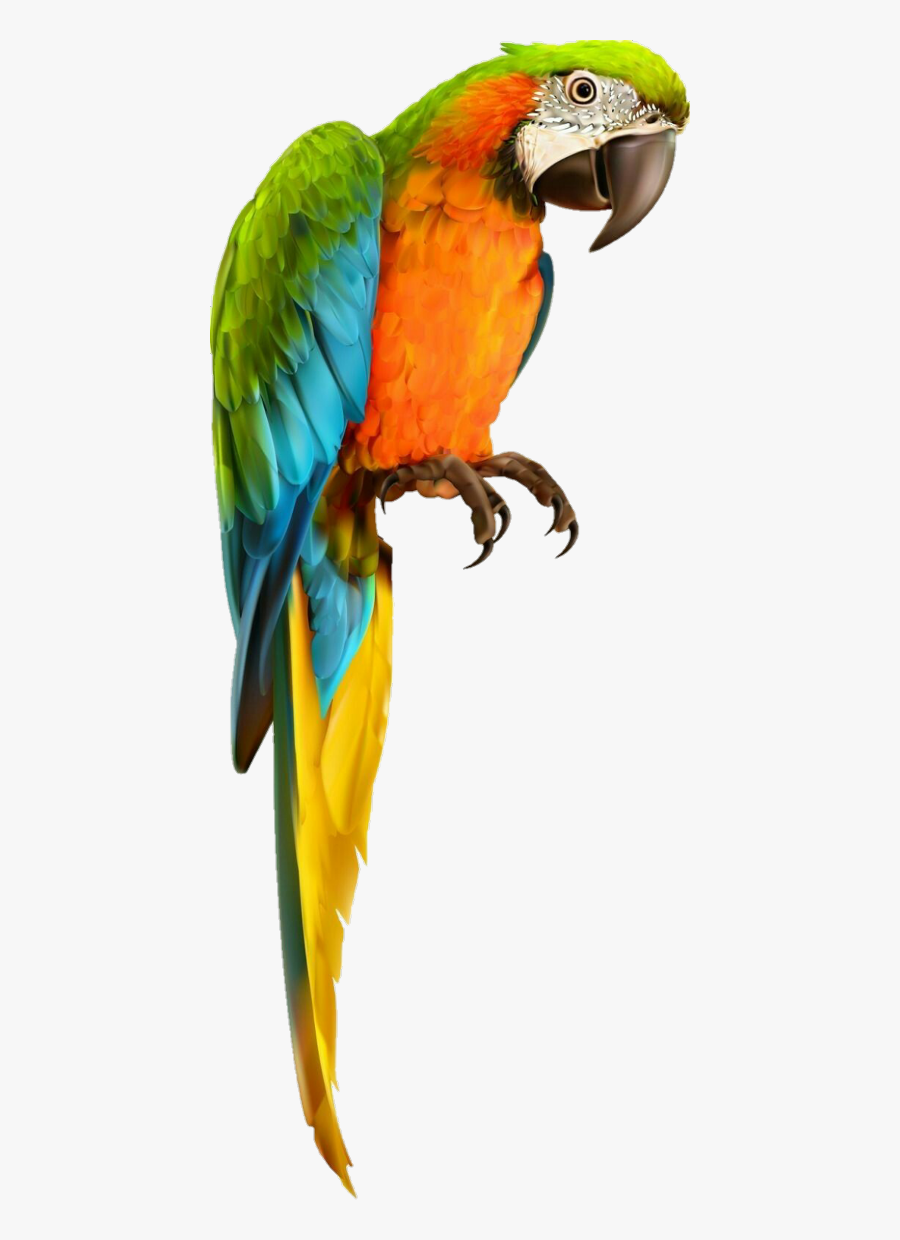 Parrot Macaw Freetoedit - Transparent Background Parrot Transparent, Transparent Clipart