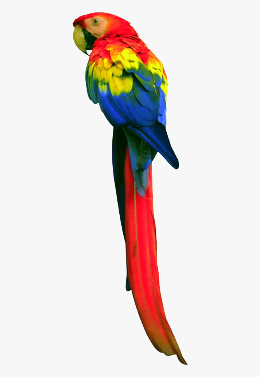 Parrots With Long Tails, Transparent Clipart