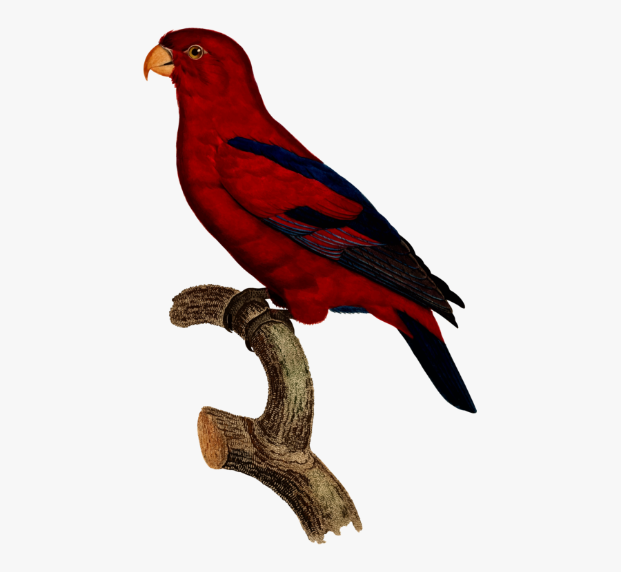 Macaw,parrot,beak - Parrot, Transparent Clipart