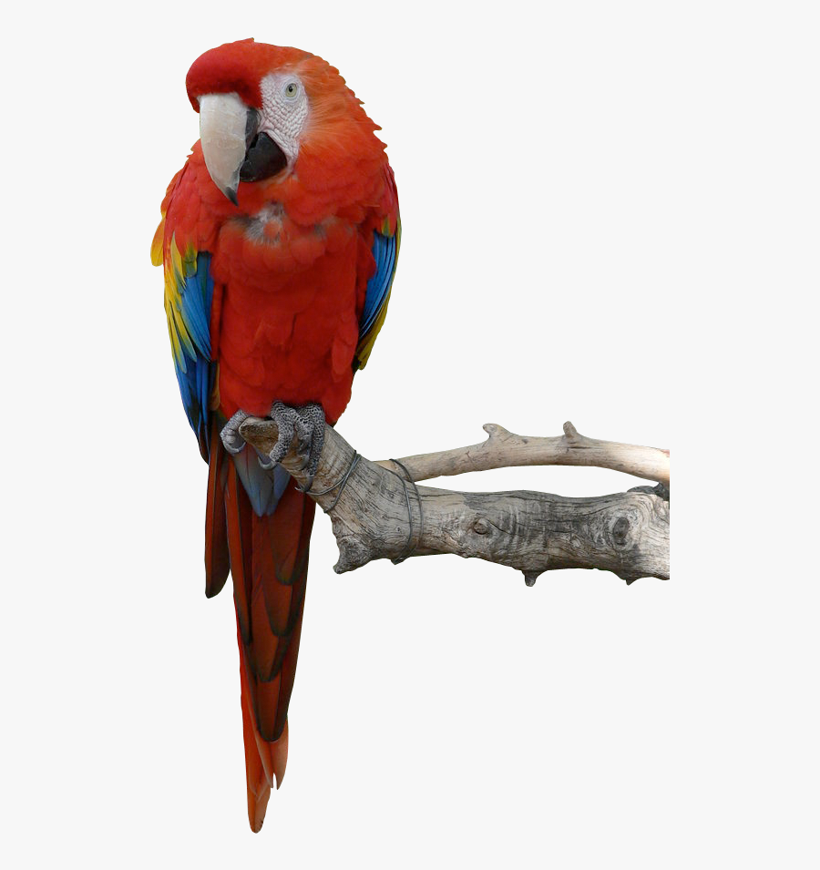 Parrot Png Hd - Parrot Png, Transparent Clipart