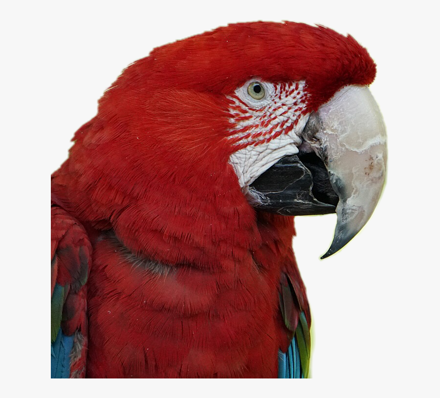 #scarlet #macaw #parrot #birds #pets #stickers #red, Transparent Clipart