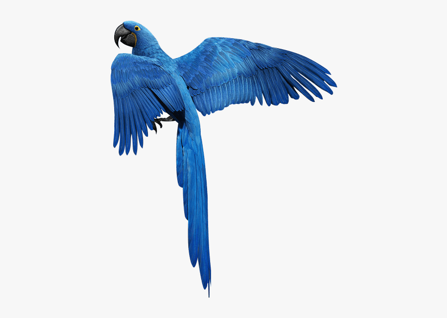 Blue Parrot Bird Png, Transparent Clipart