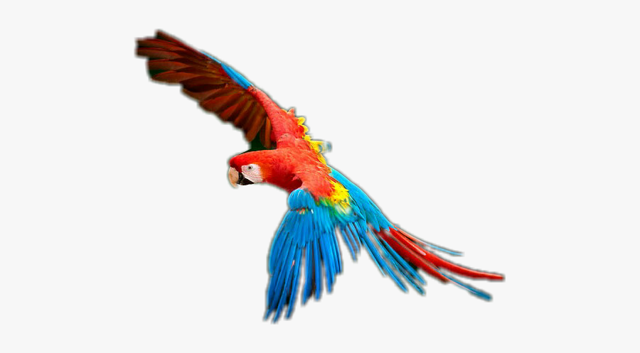 #macaw #tropical #sticker - Full Hd Picsart Stickers, Transparent Clipart