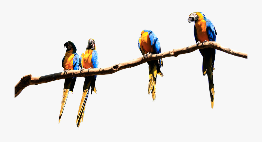 Transparent Parakeet Png - Parrot On Branch Png, Transparent Clipart