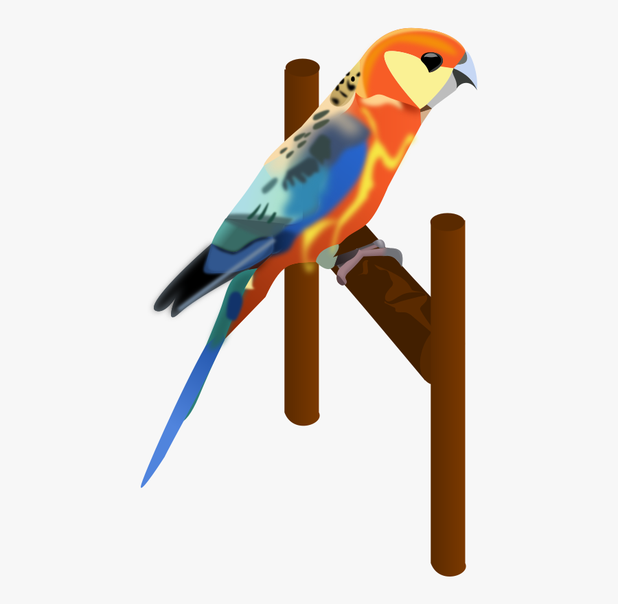 Parrot - Burung Beo Vector, Transparent Clipart