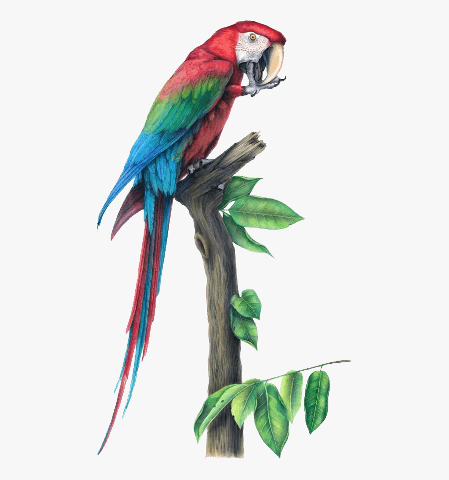 World Beautiful Drawing Of Birds, Transparent Clipart