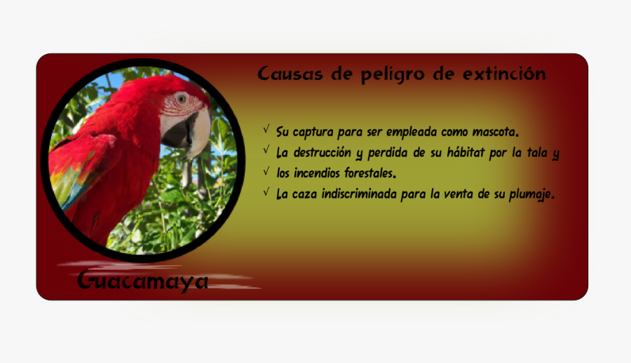 Auxiliar10 - Macaw - Macaw, Transparent Clipart