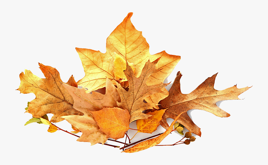 Fall Leaves Pile Png, Transparent Clipart