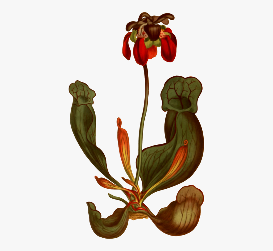 Clip Art, Transparent Clipart