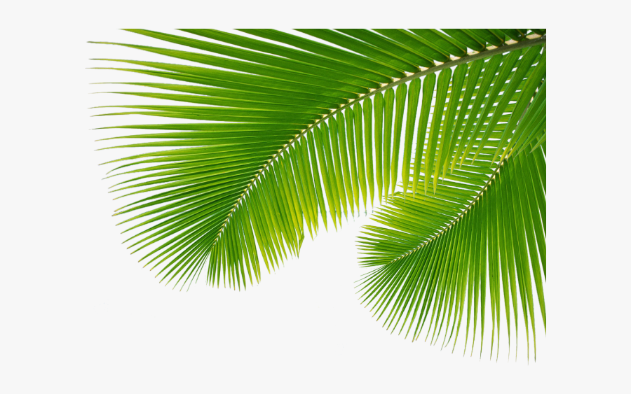 Transparent Background Palm Leaves Png Free Transparent Clipart Clipartkey