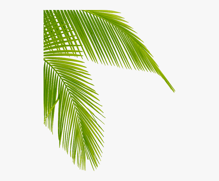 Download Transparent Palm Tree Leaves Png Clipart Leaf - Palm Tree Leaf Png, Transparent Clipart