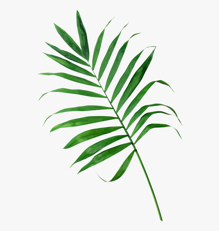#palm #palms #leaf #leaves #green #tropics #summer - Пнг Тропики, Transparent Clipart