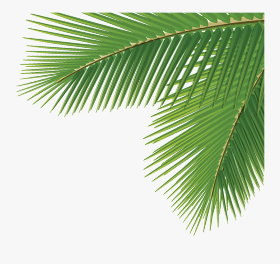 Transparent Palm Tree Leaves, Transparent Clipart