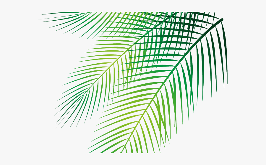Transparent Palm Leaves Clipart - Palm Leaf Vector Png, Transparent Clipart