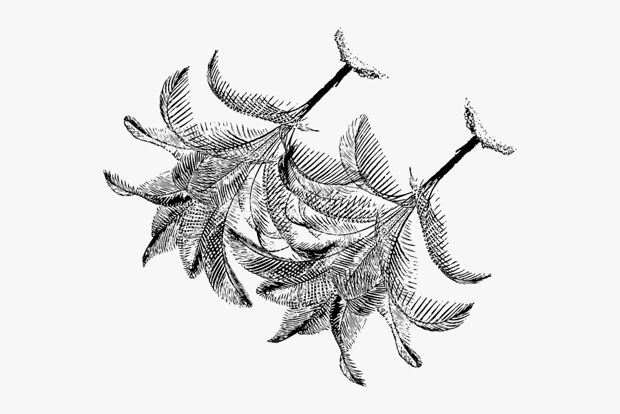 Line Art, Transparent Clipart