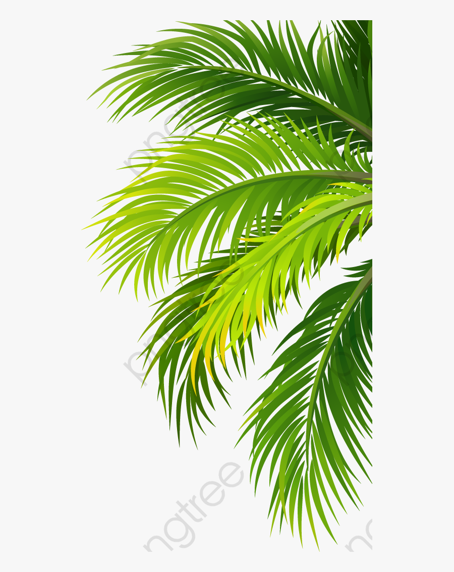 Transparent Palm Leaf Png - Palm Tree Leaf Vectors, Transparent Clipart