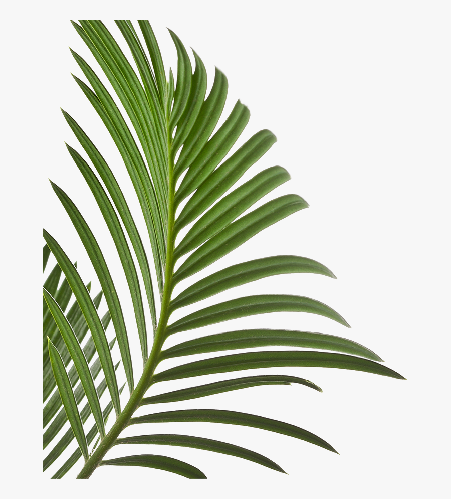 Your First Time Is Always Free - Elementor Minimalist Design, Transparent Clipart