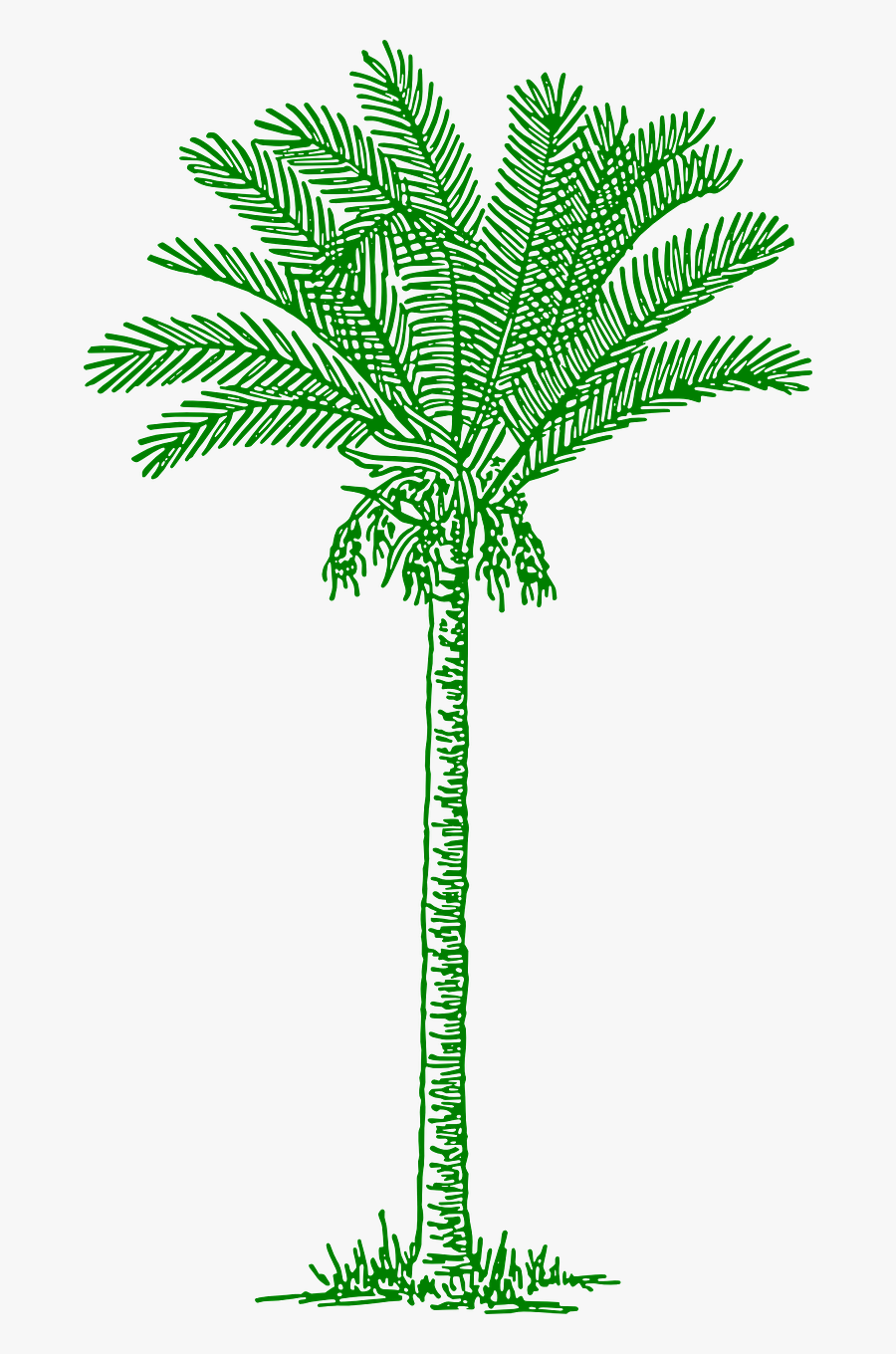 Palmtree Leaves Beach Tropical Png Image - Date Palm Tree Drawing, Transparent Clipart