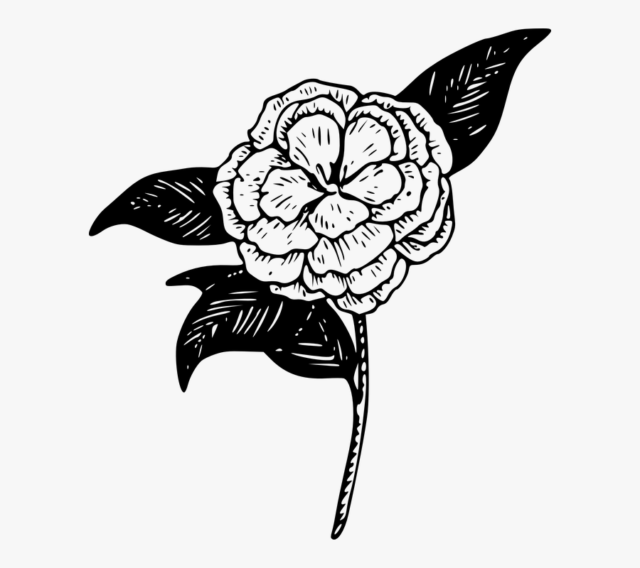 Camellia, Flower, Plant, Leaves, Stem, Black And White - Snow On The Mountain Camellia Drawing, Transparent Clipart