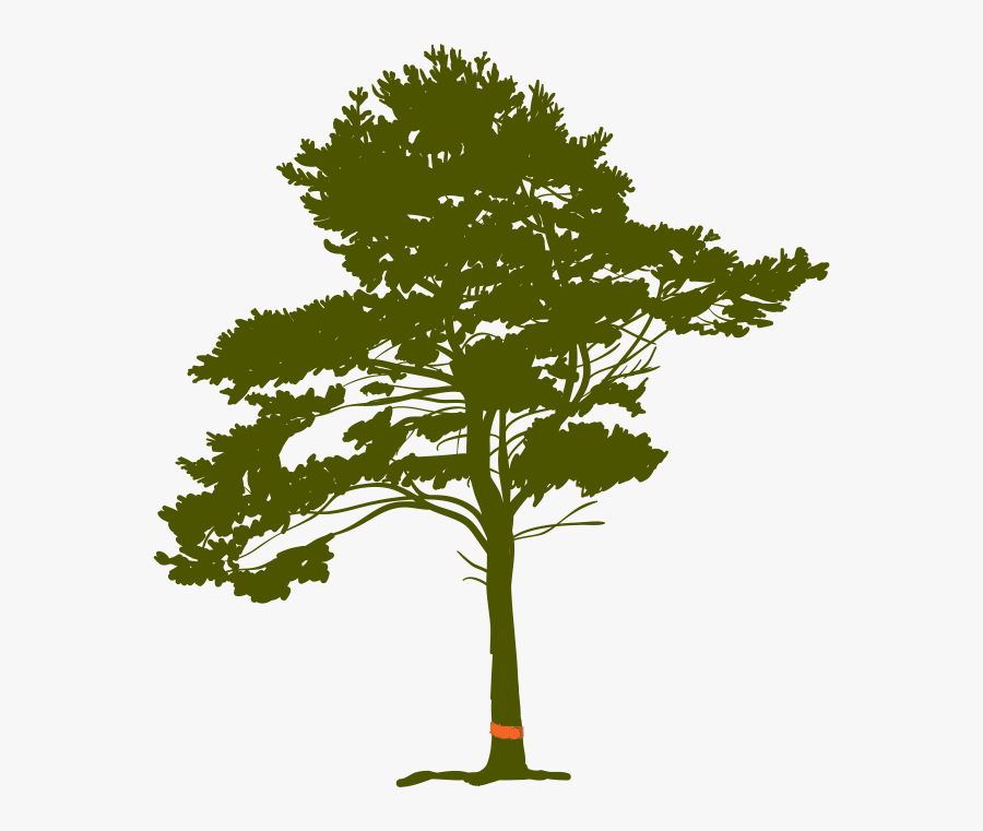 Tree Cutting Required Permits In Bridle Trails - Pine Tree Roots Drawing, Transparent Clipart