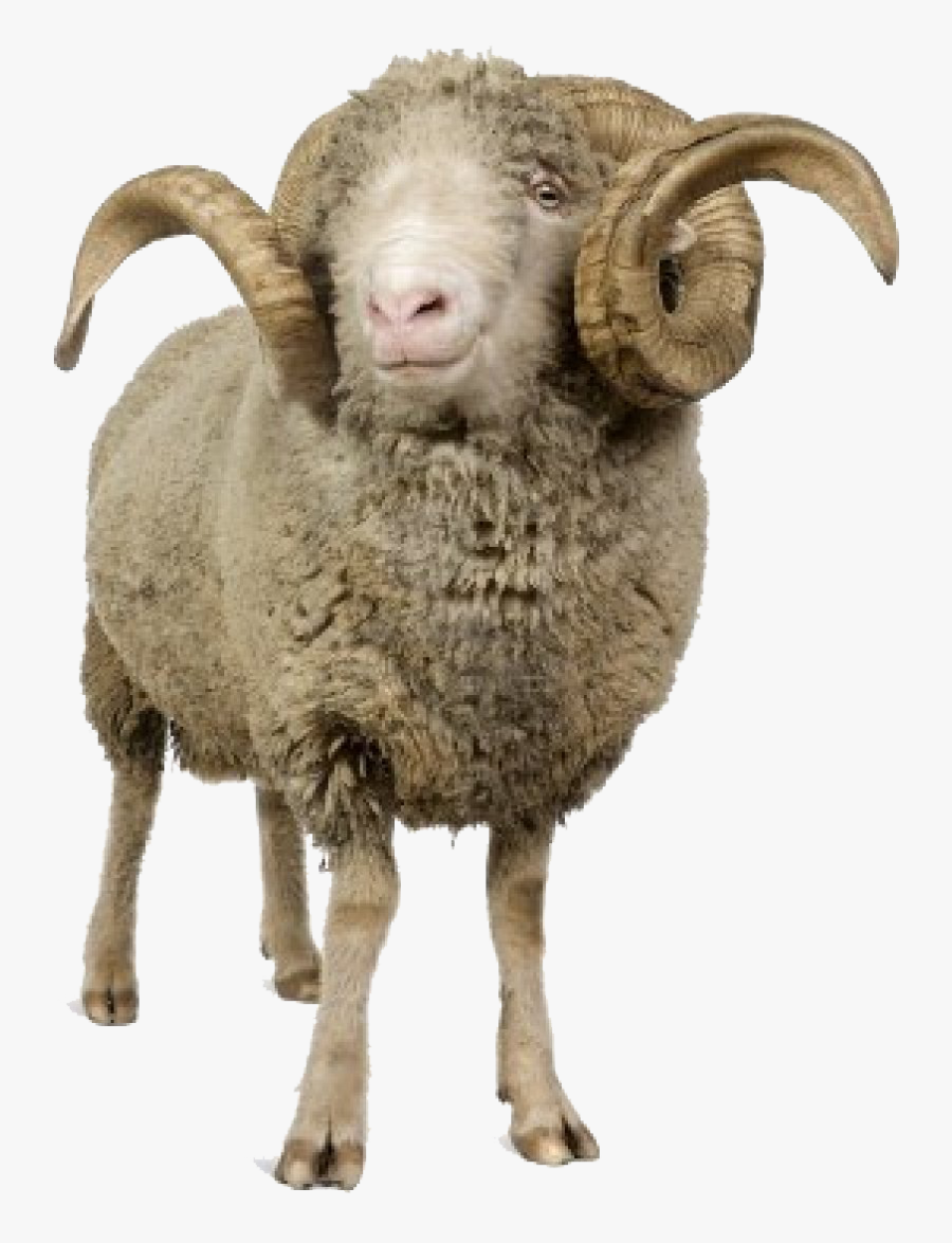 Clip Art Animals Rams - Horn Sheep Png, Transparent Clipart