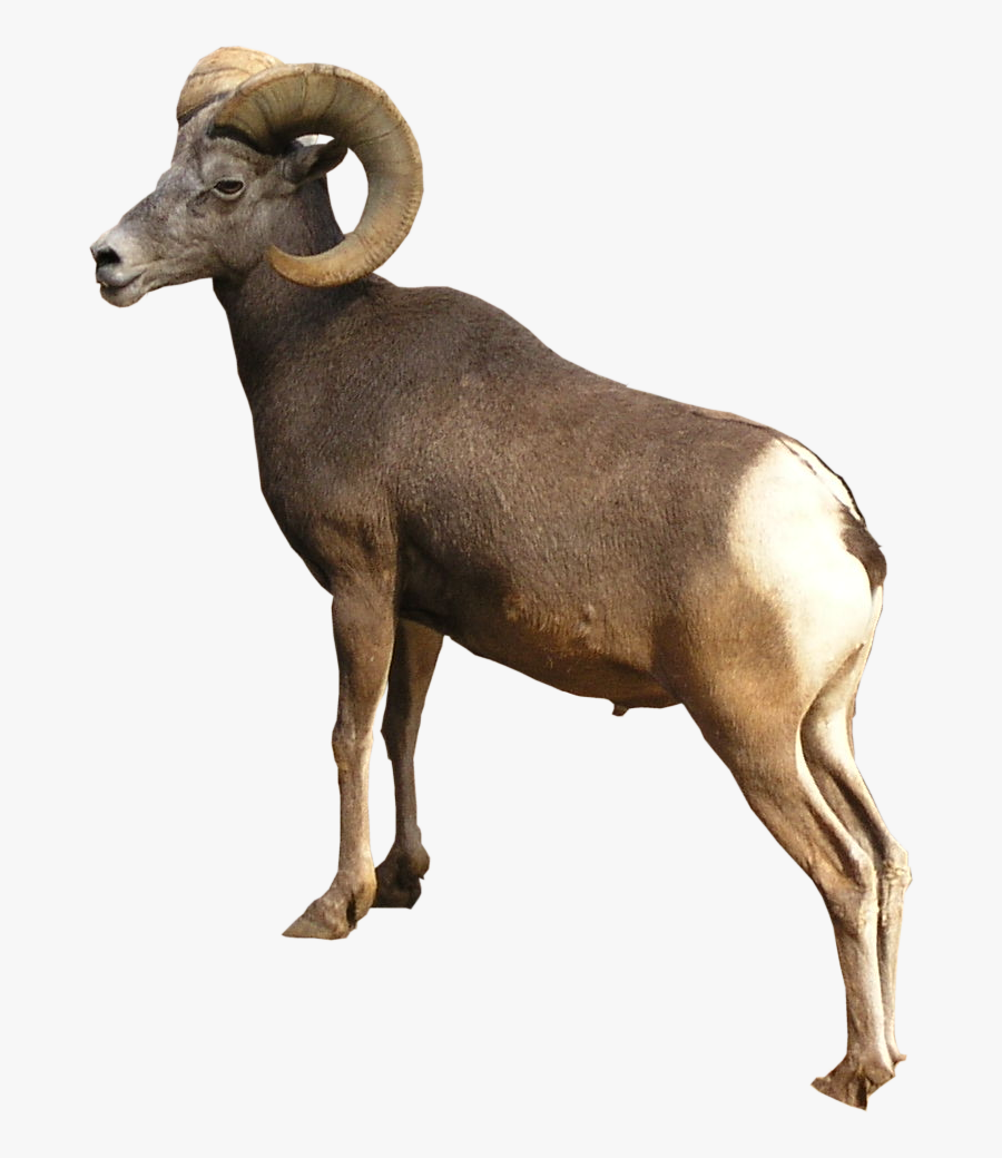 Ram Animal Png - Ram The Animal Png, Transparent Clipart
