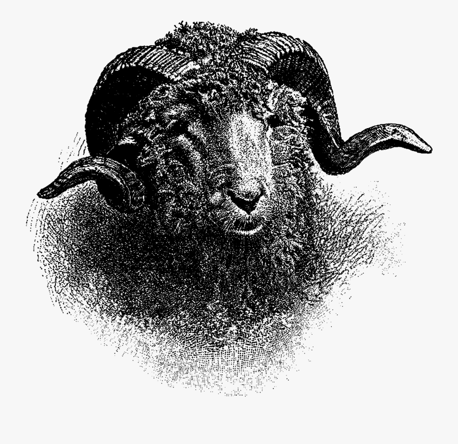 Animal Merino Ram Hand Drawn Drawing Antique Illustration - Bighorn, Transparent Clipart
