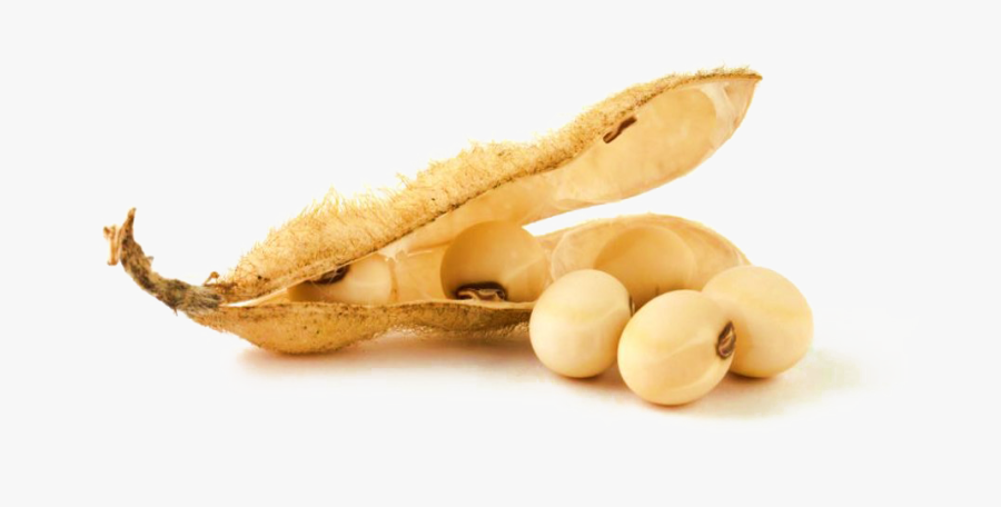 Soybean Png Clipart - Soya Bean Png, Transparent Clipart