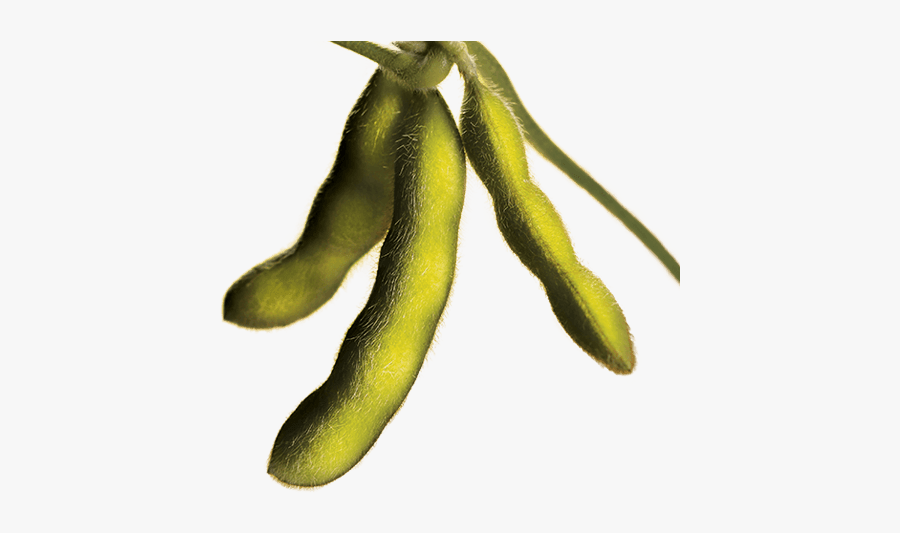 Clip Art Pictures Of Soybeans - Soybean Pods Png, Transparent Clipart