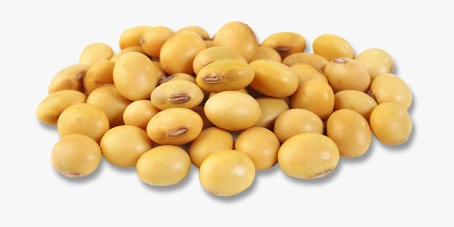 Soybean Png - Soy Bean Png, Transparent Clipart