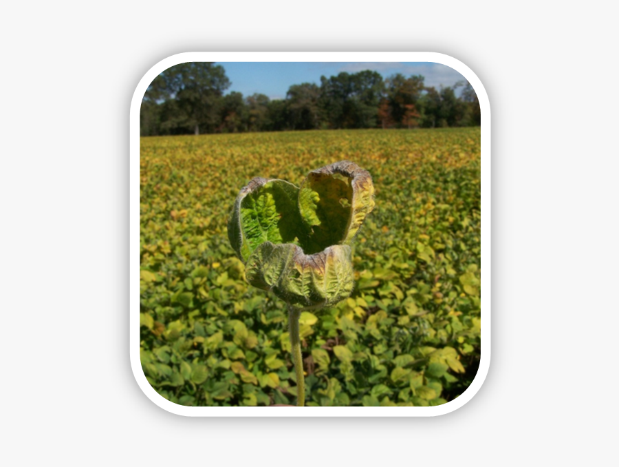 Herbicide-damaged Soybeans From Dicamba Drift - Field, Transparent Clipart