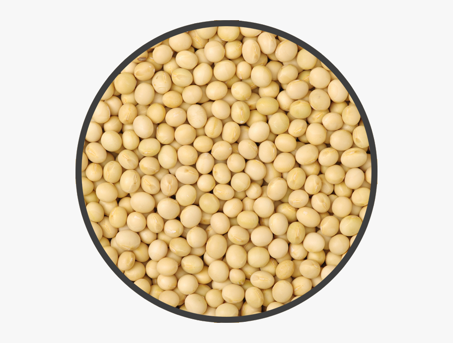 Soybean Png - Great Plebeian College Logo Png, Transparent Clipart