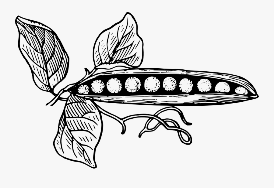 Drawn Vegetable Legume - Pea Black And White, Transparent Clipart