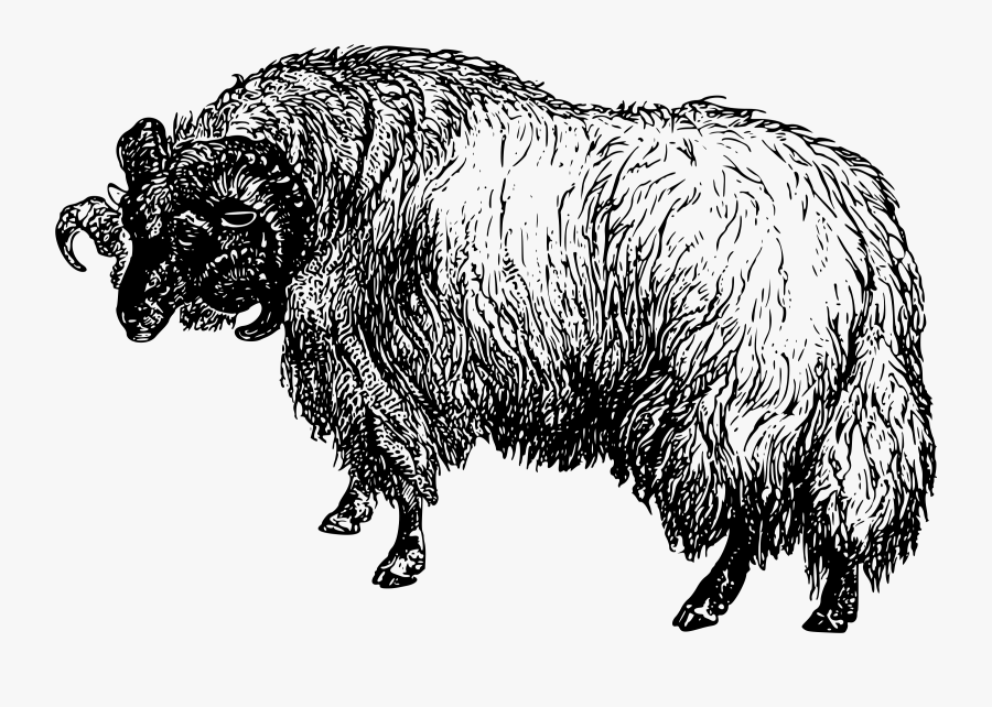 Transparent Musk Ox Clipart - Black Sheep .svg, Transparent Clipart