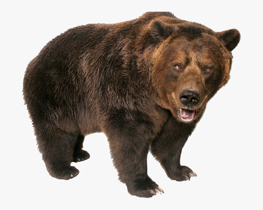 Clip Art Kamchatka Brown Bear - Zoo Animals White Background, Transparent Clipart