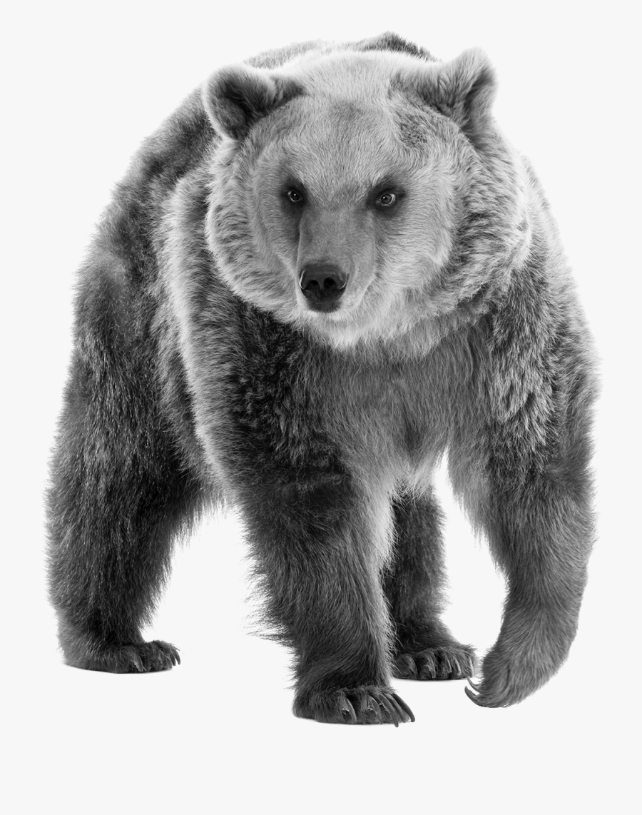 Mammal Clipart Fuzzy Bear - Bear Without No Background, Transparent Clipart