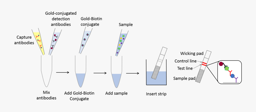 Universal Lateral Flow Assay Kit - Lateral Flow Assay Kit, Transparent Clipart