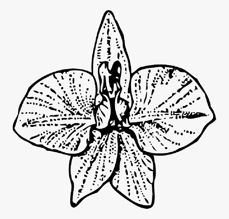 Larkspur Flower Tattoo Free Transparent Clipart Clipartkey