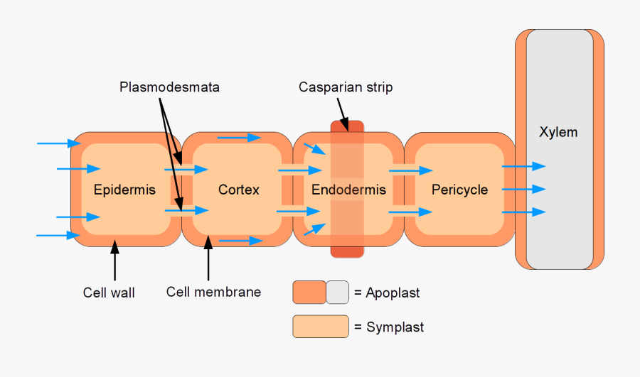 Symplastic And Apoplastic Water Flow Through Root - Casparian Strips Meaning, Transparent Clipart