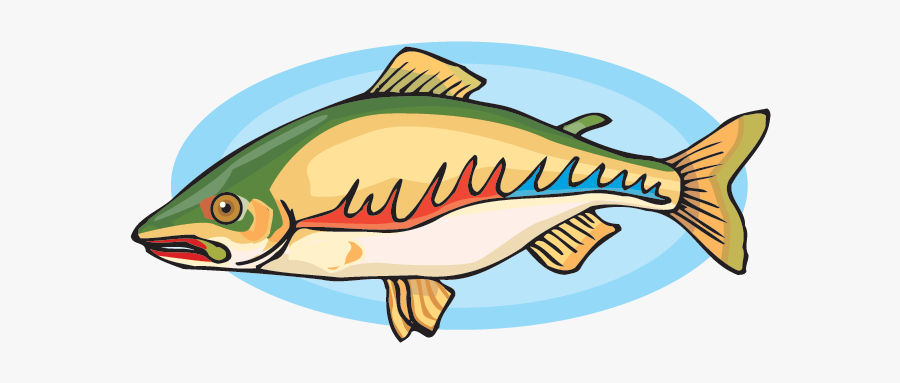 Salmon - Bacalao Gif, Transparent Clipart