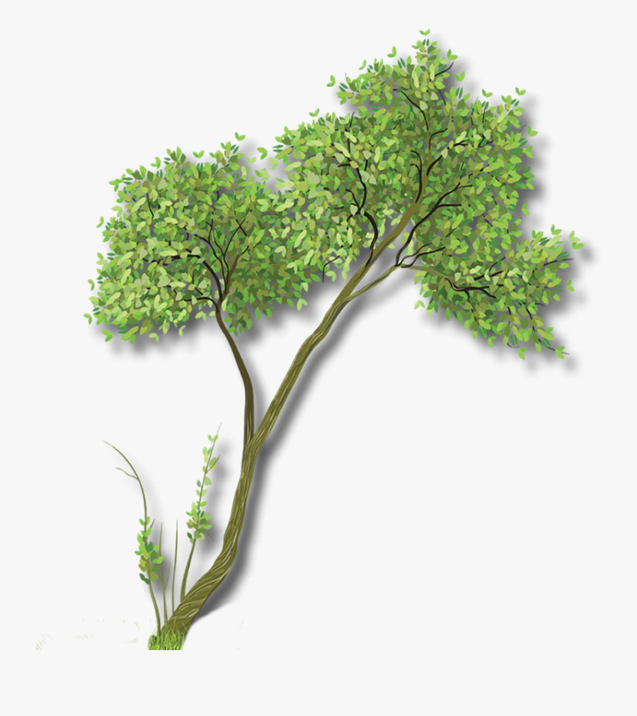 Tree For Woodlake - Pond Pine, Transparent Clipart