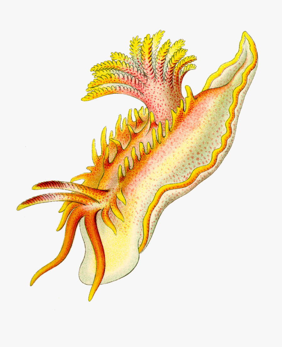 Ernst Haeckel, Transparent Clipart