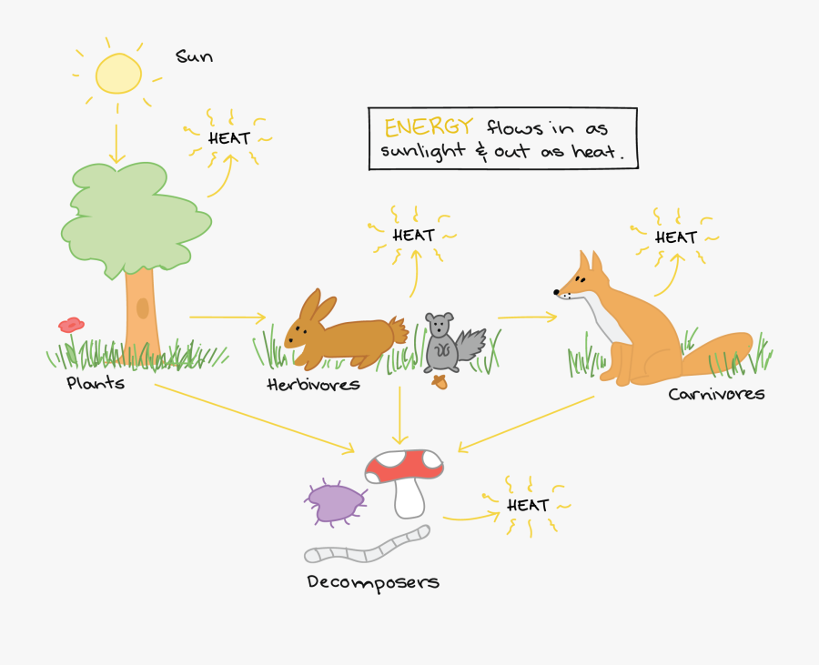 Energy Clipart Matter Energy - Food Chain Of Grains, Transparent Clipart