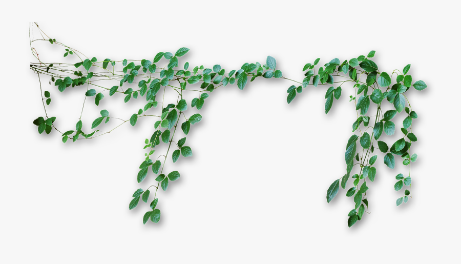 Transparent Jungle Vine Clipart - Vines Transparent Background, Transparent Clipart