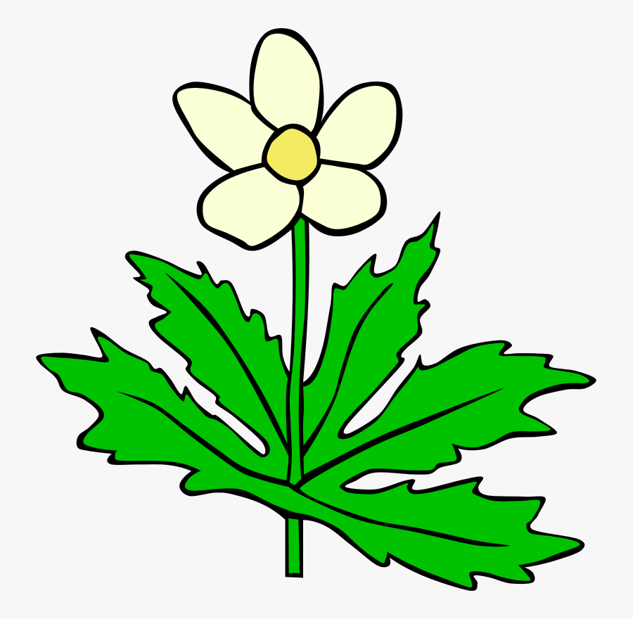 Plant,flora,leaf - Plants And Leaves Clipart, Transparent Clipart