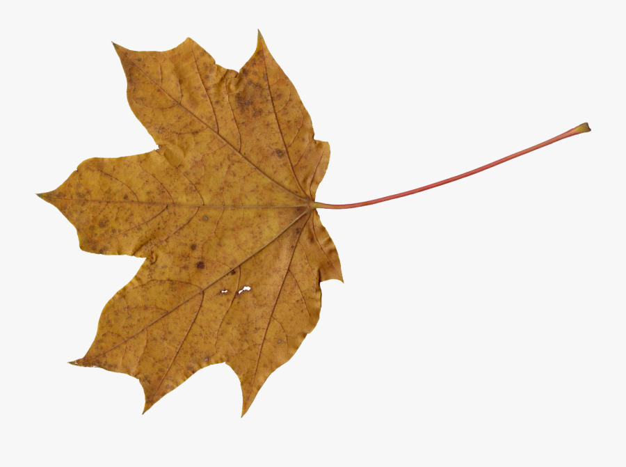 Transparent Brown Leaf Png Clipart , Png Download - Brown Leaf Png, Transparent Clipart