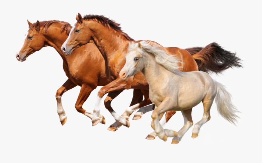 Horses Galloping - Horses Clipart, Transparent Clipart