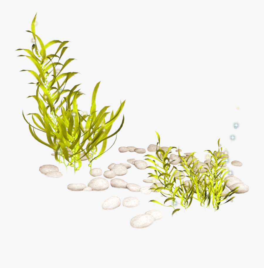 Transparent Fish Tank Png - Seaweed Png, Transparent Clipart