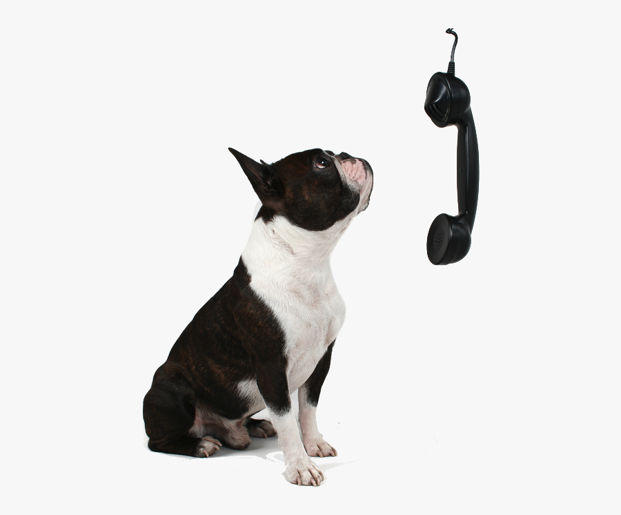 Dog Phone, Transparent Clipart