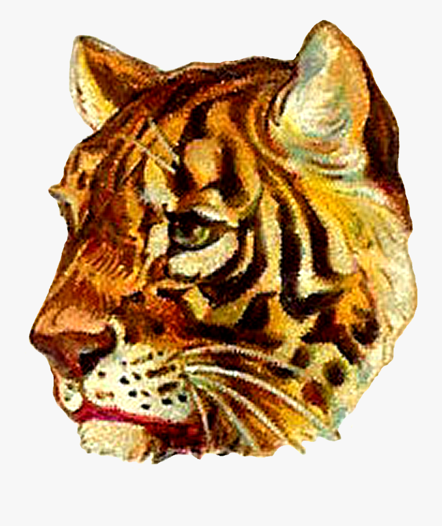 Siberian Tiger, Transparent Clipart